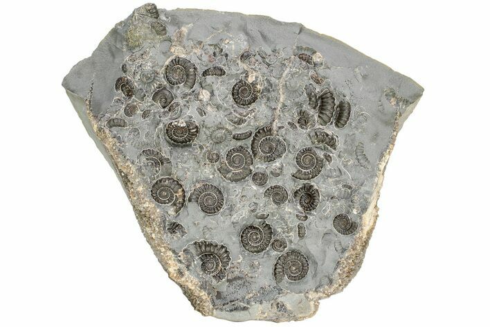 Ammonite (Promicroceras) Cluster - Marston Magna, England #216609
